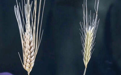 The Wheat and the Tares