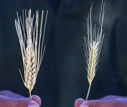 The Wheat and the Tares